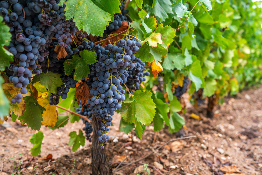 Cannonau di Sardegna DOC: origini, caratteristiche e abbinamenti Cannonau di Sardegna DOC: origini, caratteristiche e abbinamenti